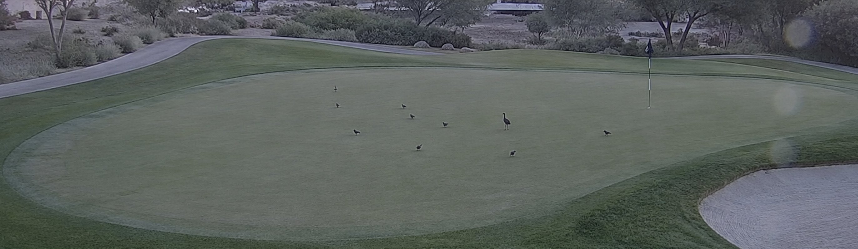 Security camera capture of birds on the green